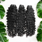 Burmese Curly