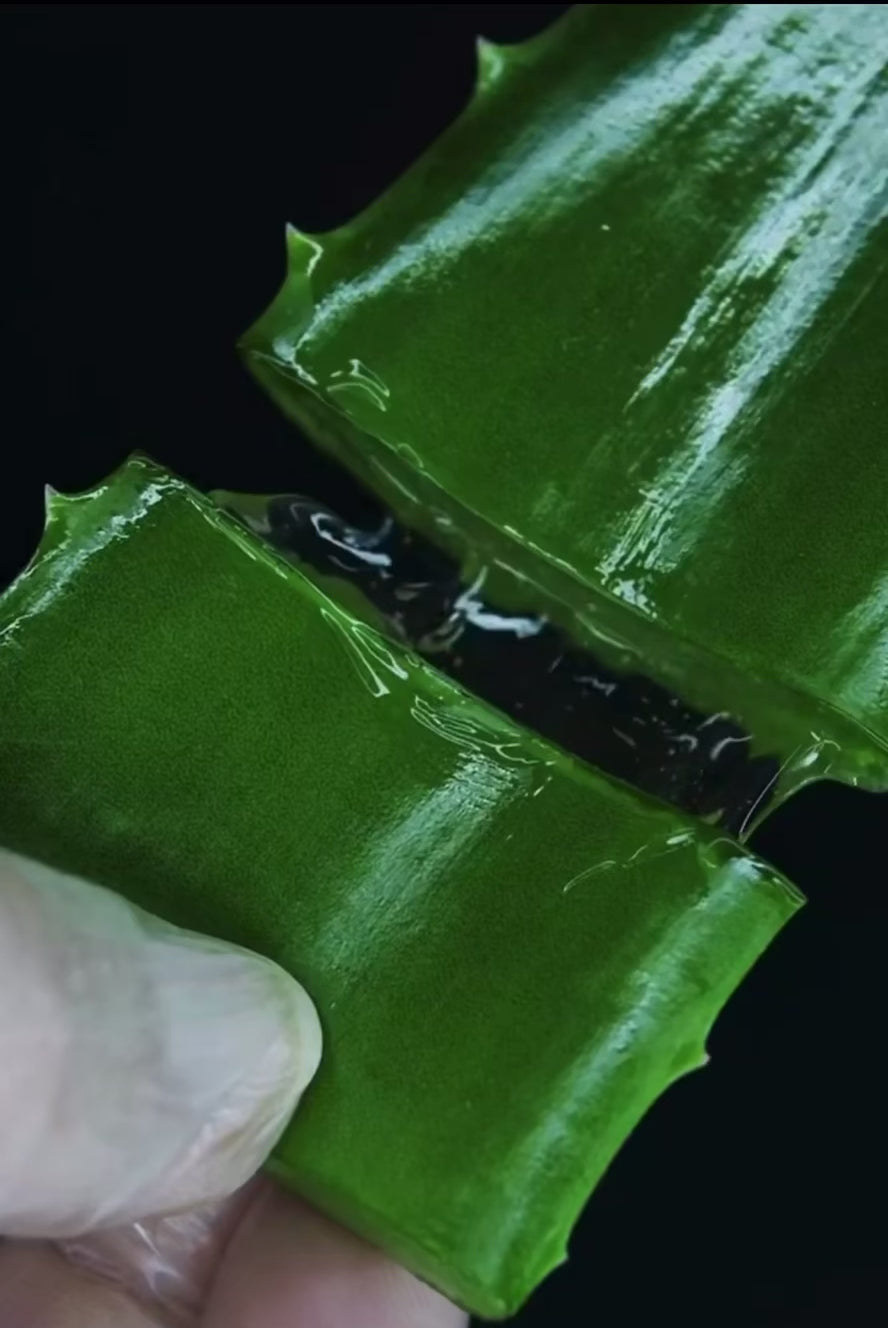 Aloe Vera 