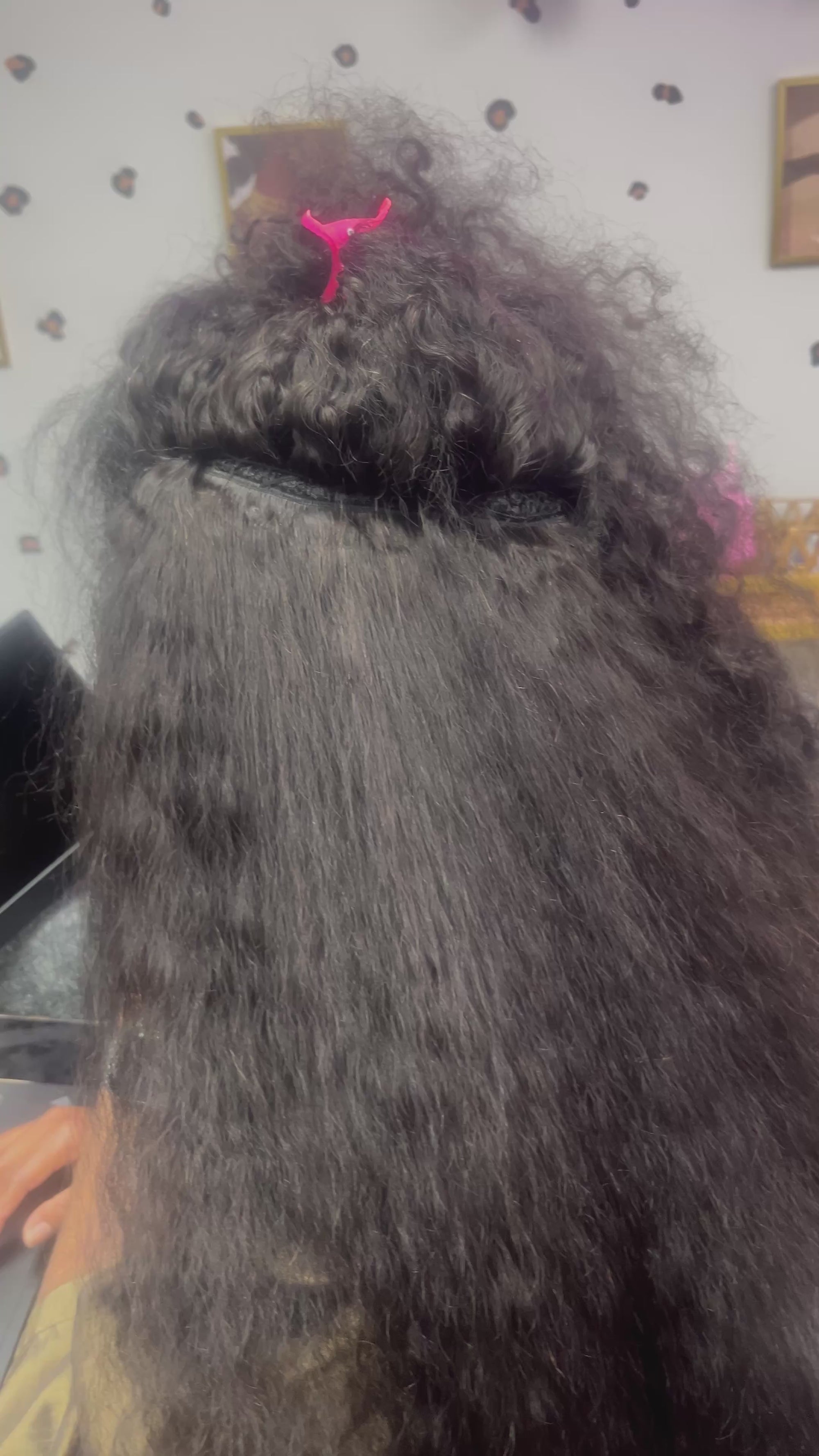 Burmese Curly